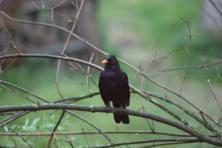 Singing bird